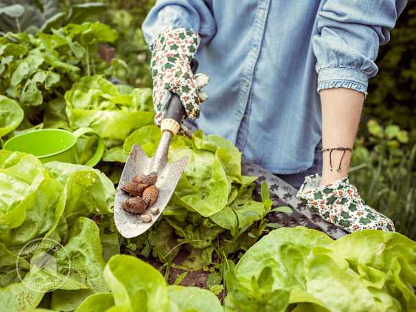 Schnecken können per Hand abgesammelt werden
