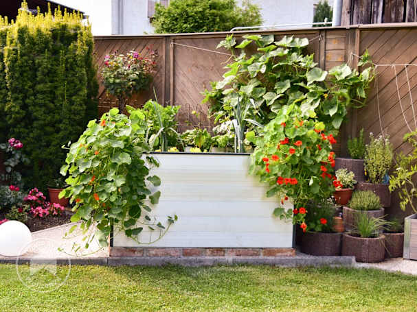 Blumen gemeinsam mit Gemüse im Hochbeet pflanzen