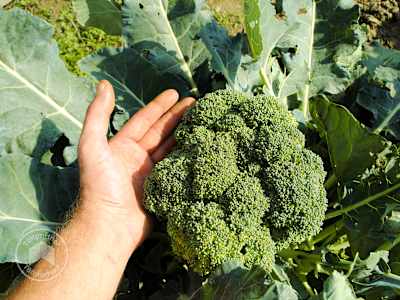 Plantering av färsk broccoli i en drivbänk