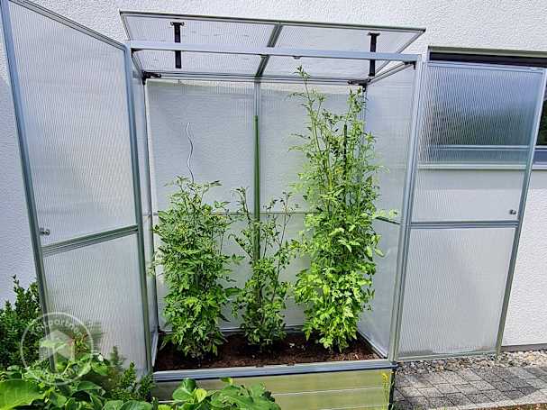 Dyrk en række forskellige tomater med et robust højbed