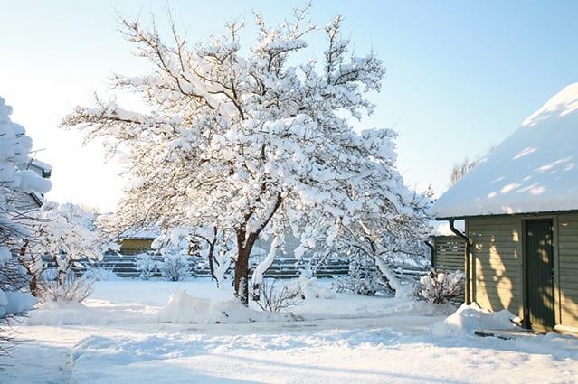 Albero innevato