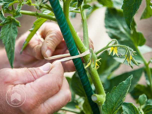 legare i pomodori ai sostegni