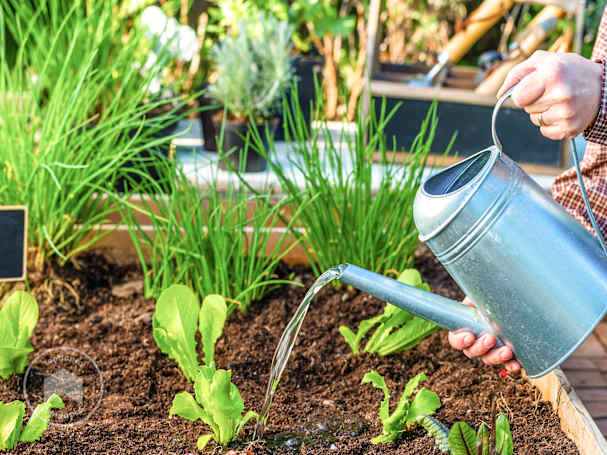 innaffiare orto rialzato con innaffiatoio