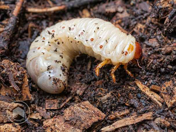 larva di maggiolino nel terreno dell'orto