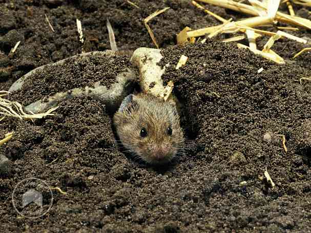 arvicola nell'orto