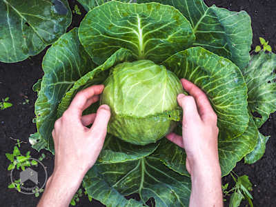 Plantar couve saudável na mini-estufa