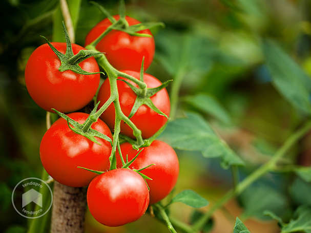 Cultivar tomates saudáveis