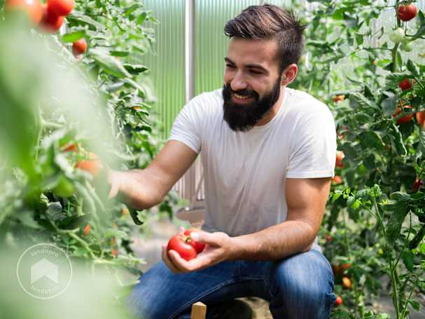 Cultivar tomates numa estufa resistente à chuva